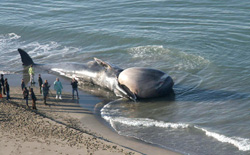 La balena spiaggiata è stata affondata a dieci miglia dalla costa