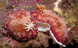 Chromodoris reticulata
