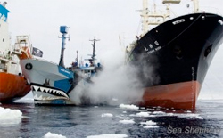 Guardia Costiera Giapponese attacca Sea Shepherd