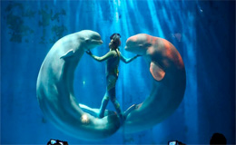 Lo spettacolo dei Beluga all'acquario di Harbin in CIna