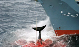 Australia, azione legale contro Giappone