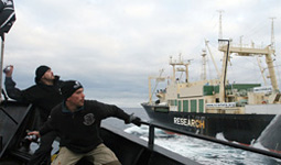 Attivisti di Sea Sheperd in azione