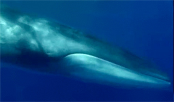 Balene avvistate a Lampedusa 