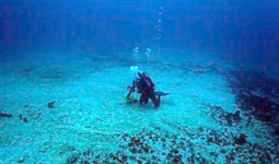 La barriera corallina spazzata via dal cargo