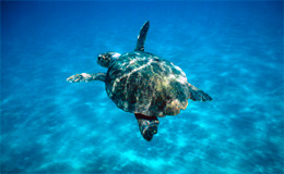 Un atartaruga Caretta Caretta, nuota