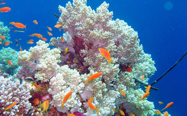 Oltre 70 gli organismi censiti dal progetto curato da Marevivo