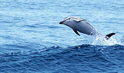 Riconosciuti 14 suoni differenti nel linguaggio dei delfini