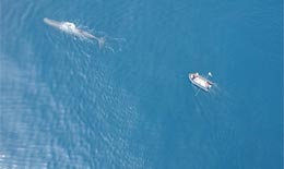 Un drone per le balene 