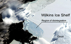 Si stacca Wilkins, un iceberg grande come la Jamaica