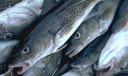 Il pesce bugiardo