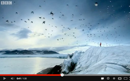 In Antartide i pinguini volanti