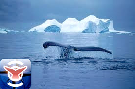 Whale alert, l’app salva balene