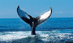 Boom di nascite tra le balene messicane 