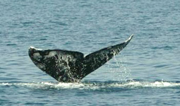 La balena grigia avvistata in Israele