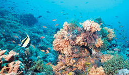 Tre milioni di euro per il progetto Coral Warm