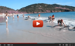 Gruppo di bagnanti salva branco di delfini