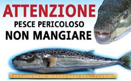 Pesce pericoloso, non mangiare 