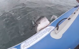 Squalo bianco attacca gommone 