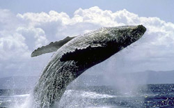 L'animale coinvolto nell'incidente era una megattera lunga circa quindici metri