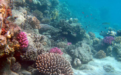 Il progetto vedrà coinvolti 13 istituti di ricerca e partirà nel 2014