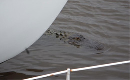 Un coccodrillo tra le barche a vela in South Carolina