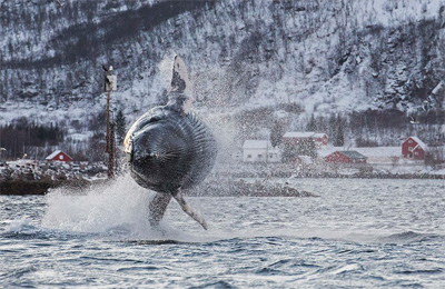 Megattera di 15 metri si esibisce davanti a uno studioso di balene in Norvegia 
