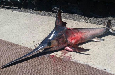 Pescatore ucciso da un pesce spada 