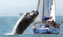 L'immagine della balena che salta sulla barca