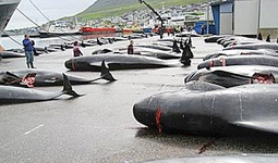 Strage di balene, anche quest'anno