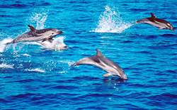 Operazione Delphis si terrà il prossimo 19 luglio