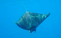 La Manta della Liguria in pericolo