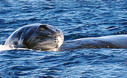 Il momento in cui la balena solleva il cucciolo per permettergli di respirare