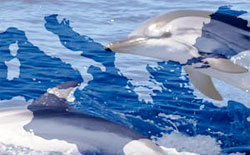 Operazione Delphis 2012