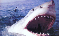 Squali killer, l’Australia chiude le spiagge