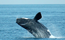 Le balene soffrono di danni d’abbronzatura 