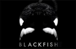 Blackfish