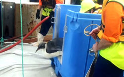 Happy Feet dopo mesi di cure viene rilasciato nelle acque oceaniche