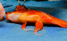 Pesce rosso operato al cervello 