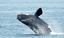 Di diecimila chilometri, il viaggio di un esemplare femmina di balena