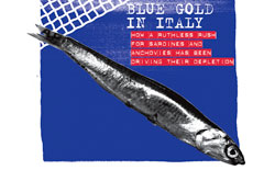 Anche le sardine diventano una rarità