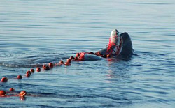 Un capodoglio rimasto intrappolato in una spadara