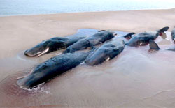 Morte le 65 balene spiaggiate