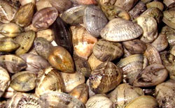 Le vongole perdono il guscio