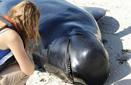 SOS balene, stop al salvataggio 