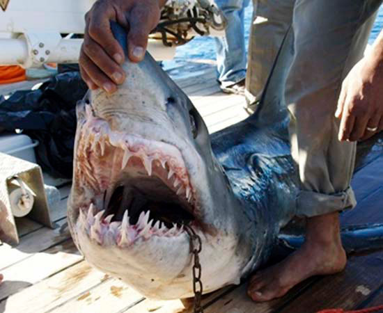 Lo squalo di Sharm el Sheikh che ha aggredito quattro persone
