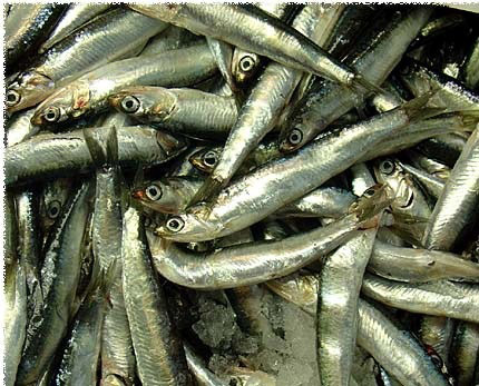 Sequestrate 500 tonnellate di pesce
