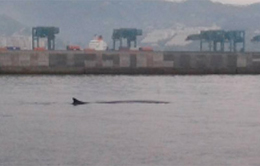 Balenottera comune nel porto di Genova