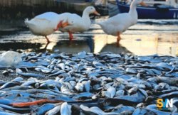 Porticciolo di Santo Spirito invaso dal pesce azzurro: cosa è accaduto?