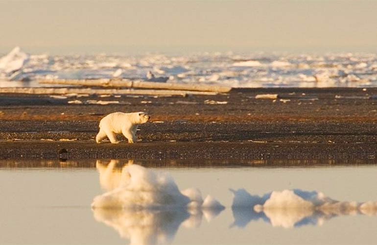 La scomparsa dei ghiacciai mette a rischio la sopravvivenza di molte specie animali