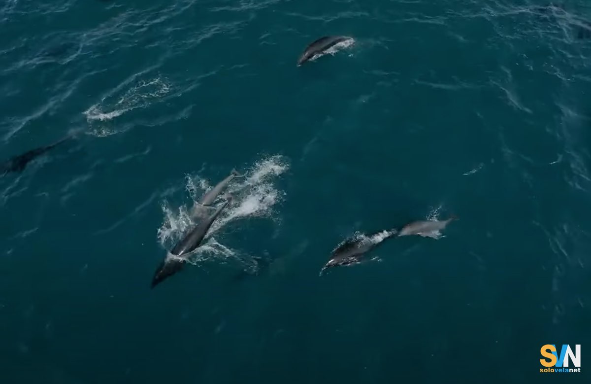 Pod di delfini straordinario: oltre 2.000 esemplari immortalati in un video in California
